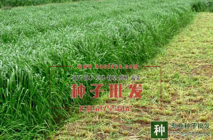 多花黑麥草播種后生長良好