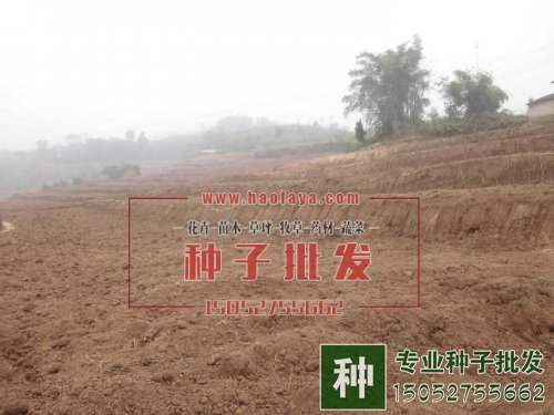 養(yǎng)殖場(chǎng)菊苣種植的經(jīng)典案例