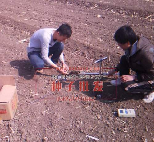 墨西哥玉米（草優(yōu)12）牧草種植實(shí)驗(yàn)成功