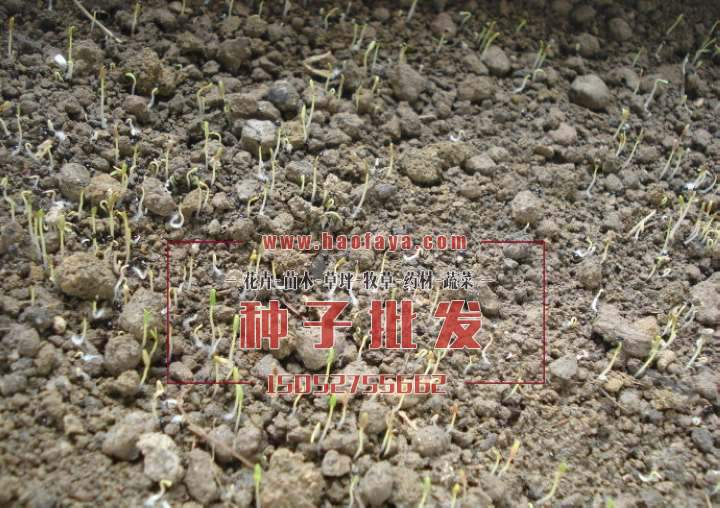 開始發(fā)芽了