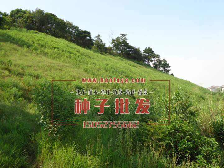 山體復(fù)綠后