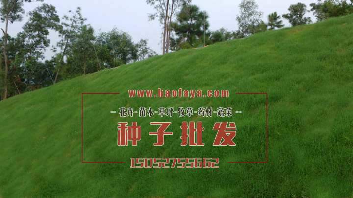 山體復(fù)綠后  