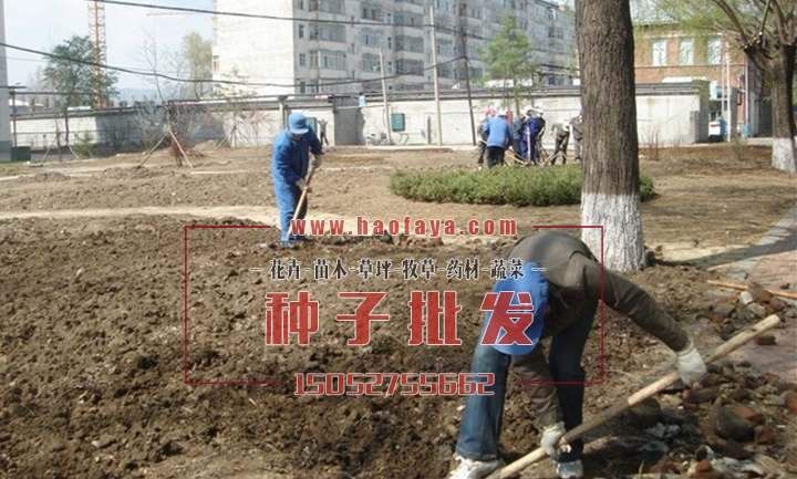 挖掘被埋在地下的石頭 