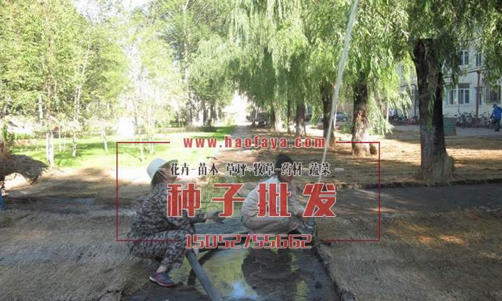 種植后的草坪進行灌溉