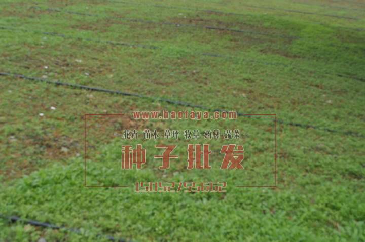 種植后2個(gè)月效果