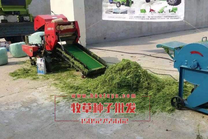 牧草養(yǎng)殖
