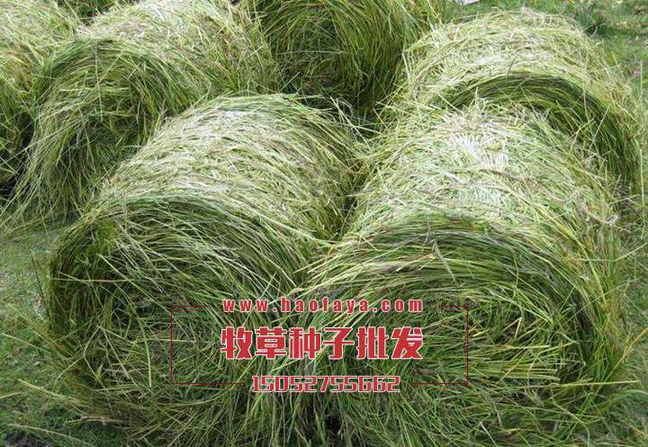 牧草種子批發(fā)公司