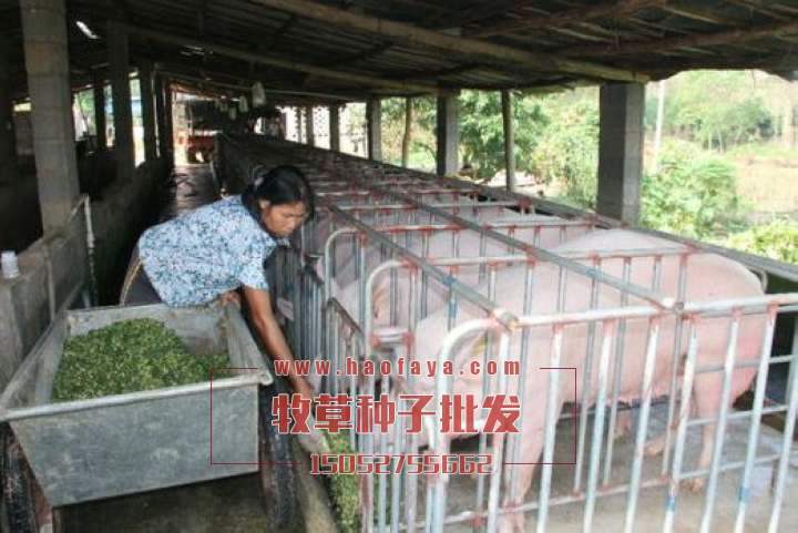 養(yǎng)豬推薦牧草種子品種：菊苣苜蓿草、蘇丹草、甜象草、玉米草、黑麥草。籽粒莧。