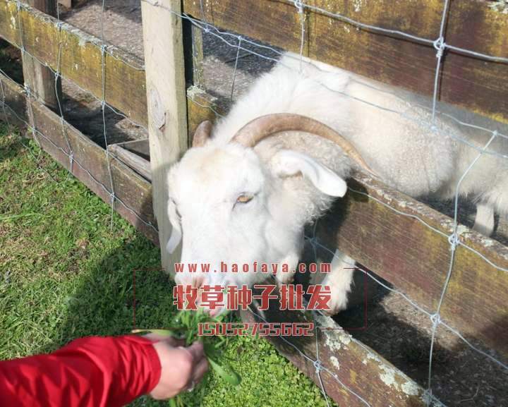 養(yǎng)馬牛羊牧草種子品種推薦：蘇丹草、甜象草、玉米草、苜蓿草、黑麥草、籽粒莧。