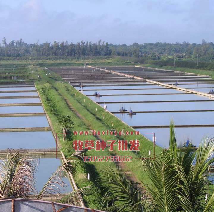 養(yǎng)魚推薦：蘇丹草、甜象草、玉米草、苜蓿草、黑麥草。