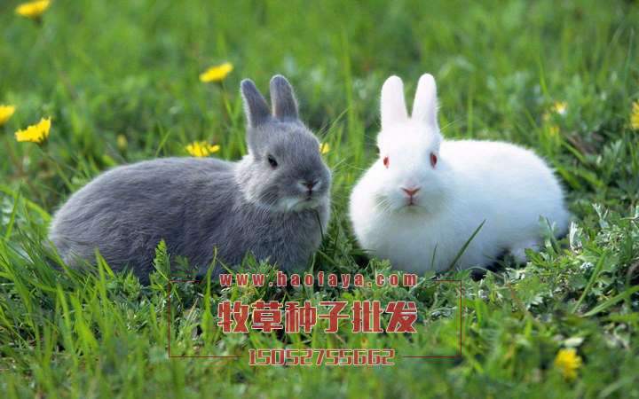      5. 養(yǎng)兔推薦：苜蓿草、、甜象草、蘇丹草、玉米草、黑麥草、籽粒莧。