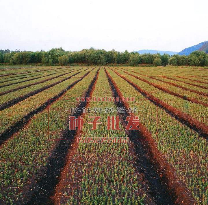 林木種子（苗木、果樹(shù)）種子一般播種育苗