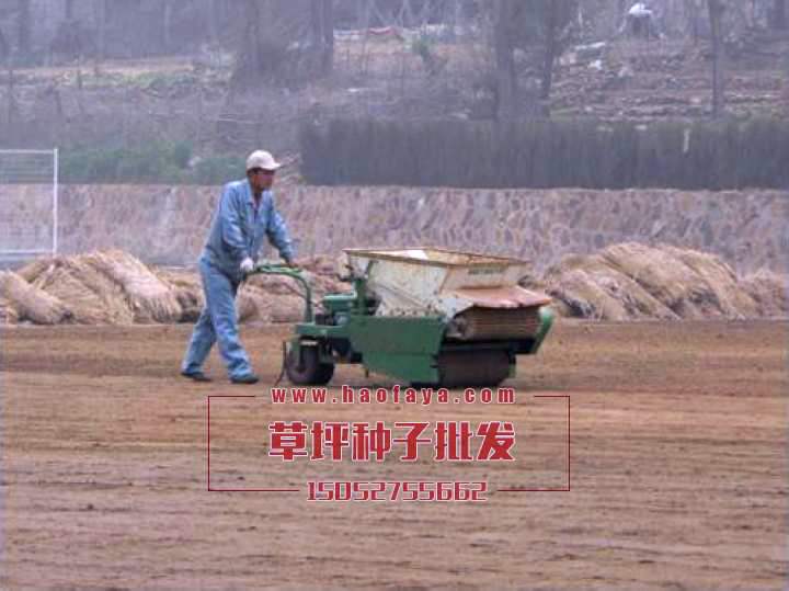 草種播種后進(jìn)行機(jī)械碾壓