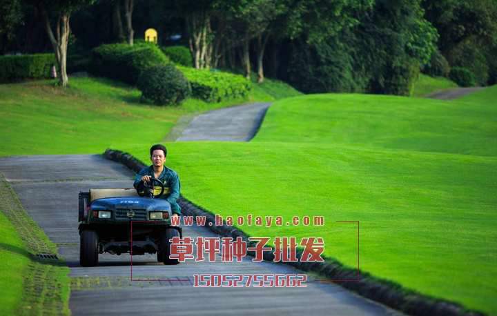 草坪種子建植后的養(yǎng)護(hù)