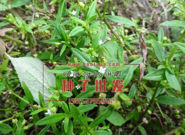 生長中的白花蛇舌草