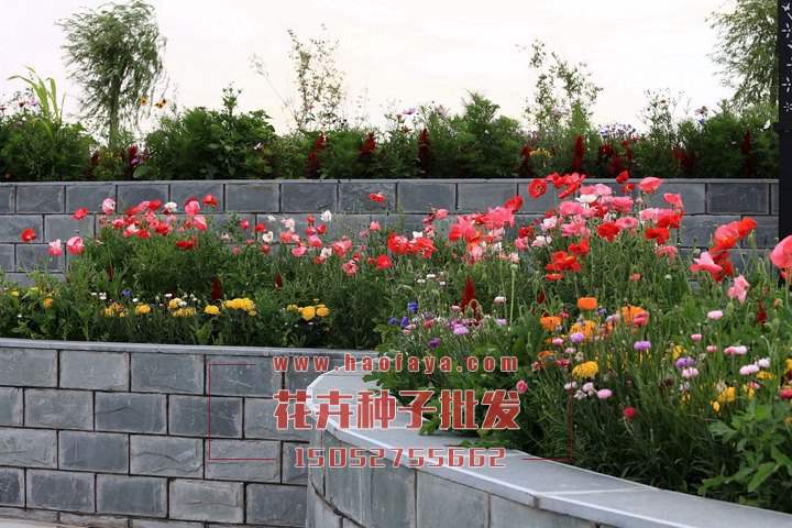 家庭種植野花組合效果