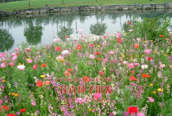 河岸花卉野花組合