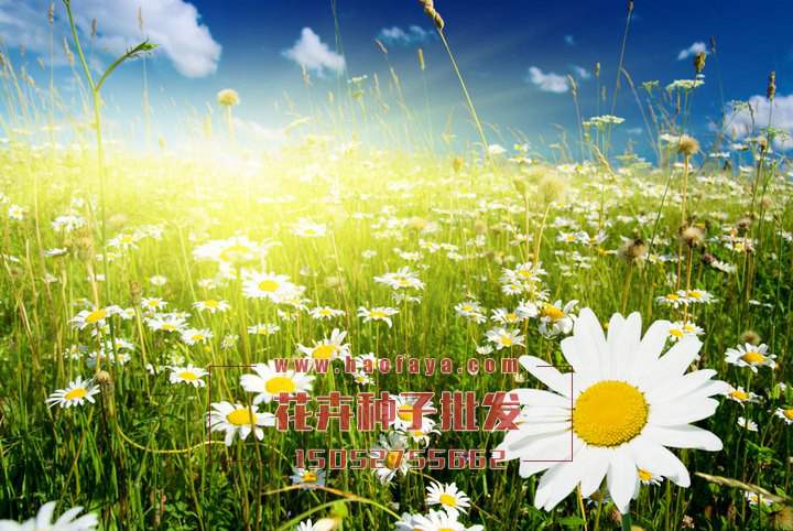 雛菊造景藝術(shù)性很強(qiáng)哦