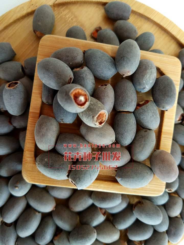 碗蓮種子處理好