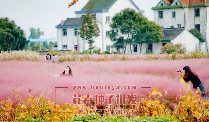 粉黛亂子草是多年生暖季型草本