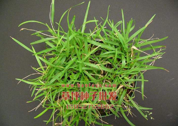 假儉草種子