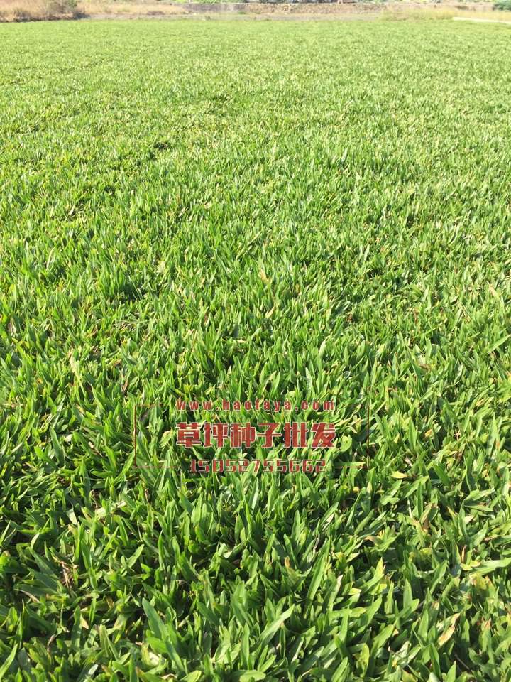 假儉草草坪種子