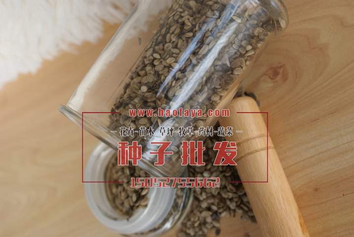 去皮八角金盤種子