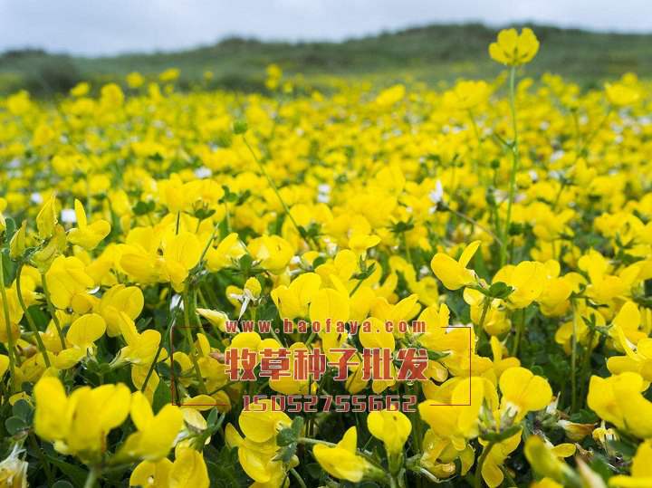 百脈根多年生牧草種子