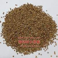 美國矮象草種子