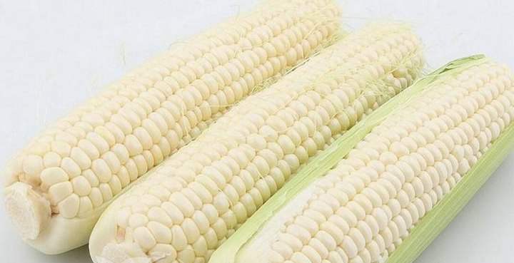 白色糯玉米種子
