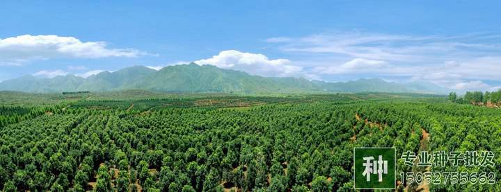 苗木產(chǎn)業(yè)回暖了嗎？