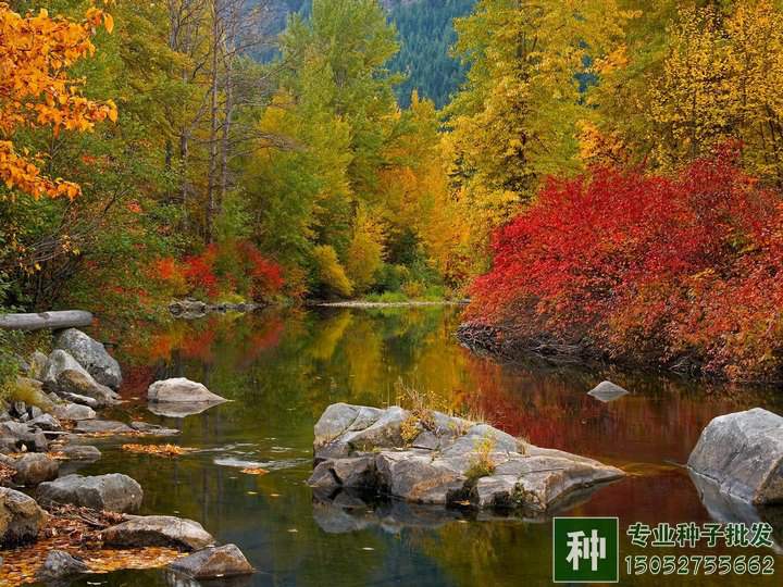 綠化苗木行業(yè)需求量增大，是否走過了艱難時刻？