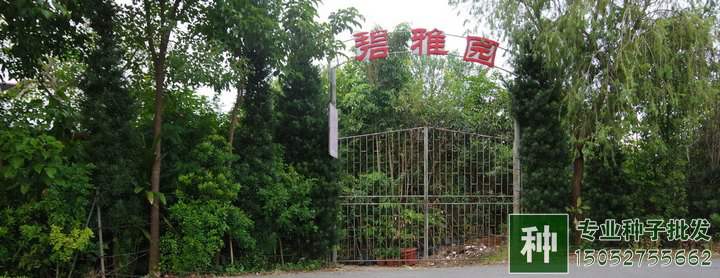 綠化苗木行業(yè)需求量增大，是否走過了艱難時刻？