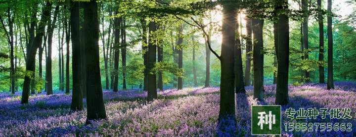 苗木行業(yè)轉(zhuǎn)型