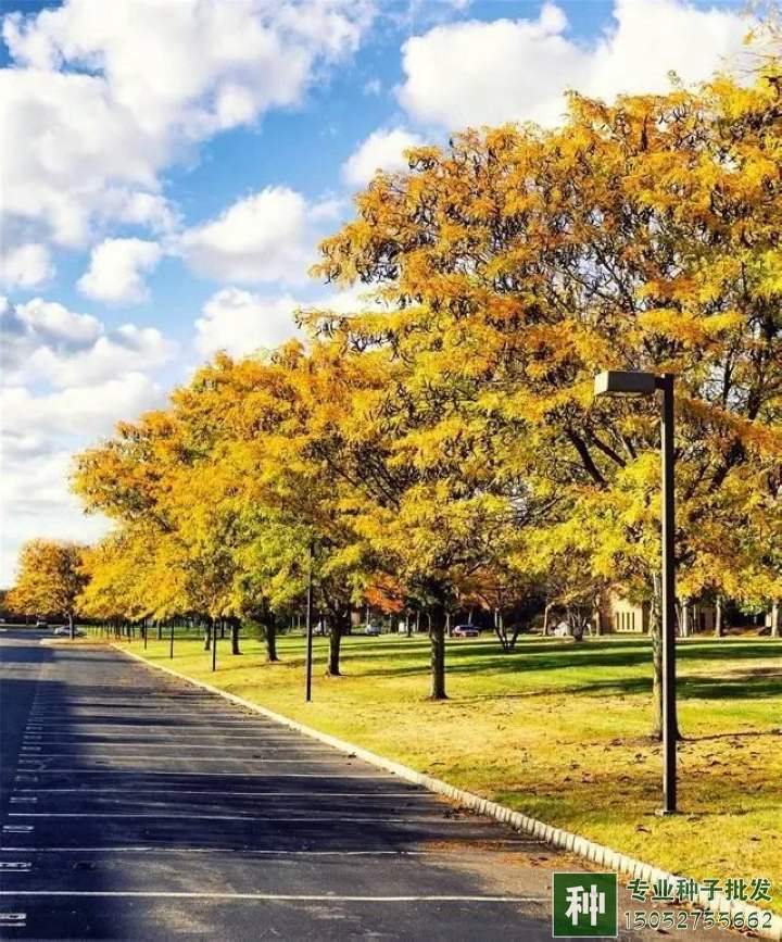 苗木行業(yè)轉(zhuǎn)型關(guān)鍵時(shí)期，壯大苗圃方法有哪些？