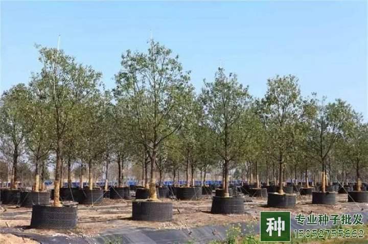 苗木行業(yè)轉(zhuǎn)型關(guān)鍵時(shí)期，壯大苗圃方法有哪些？