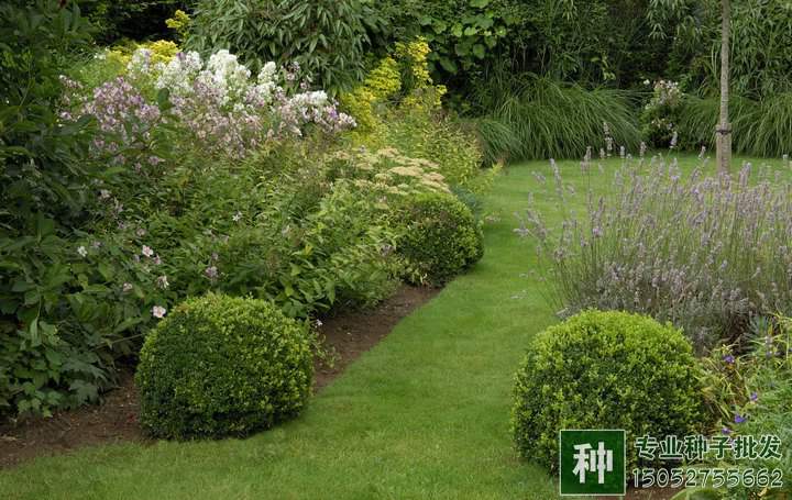 冷季型草坪修剪保養(yǎng)