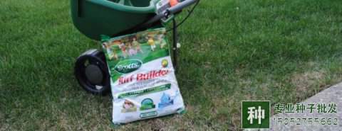 草坪如何施肥？