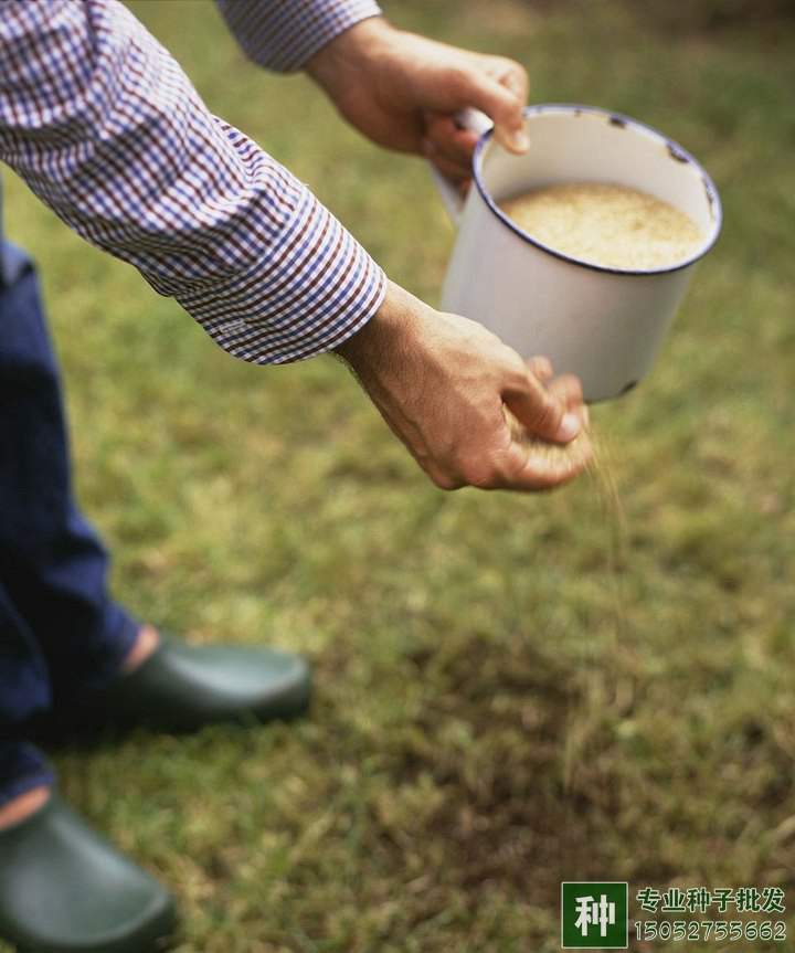 草坪養(yǎng)護施肥方法