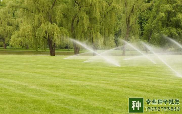 草坪澆水
