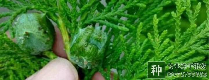 林木種子生產(chǎn)