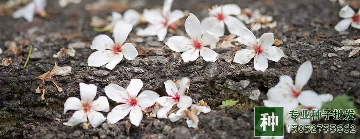 合歡、楓楊、泡桐等干果類的果實(shí)怎樣處？