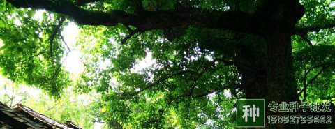 怎樣處理香樟、擦木、重陽(yáng)木等肉質(zhì)果類的果實(shí)