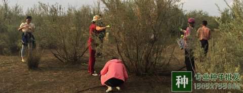 馬尾松、衫木、側(cè)柏等球果類的果實(shí)如何處理?