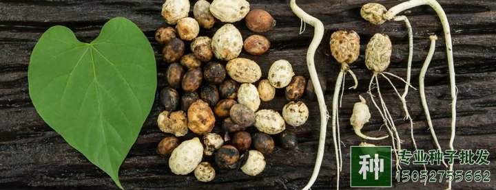 林木種子質(zhì)量