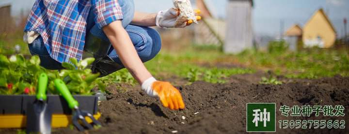 林木種子檢測(cè)