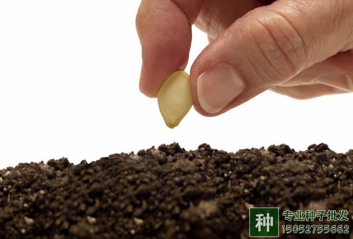 林木種子購(gòu)買(mǎi)