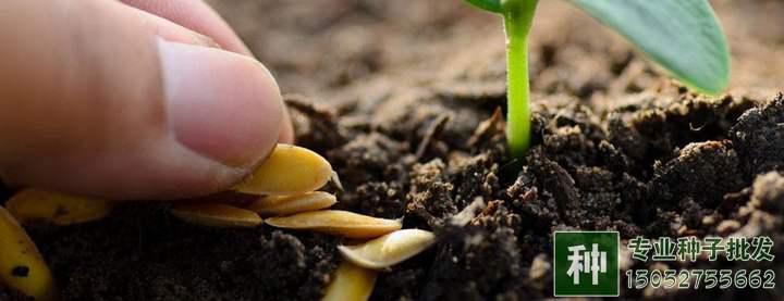 苗木種子質(zhì)量