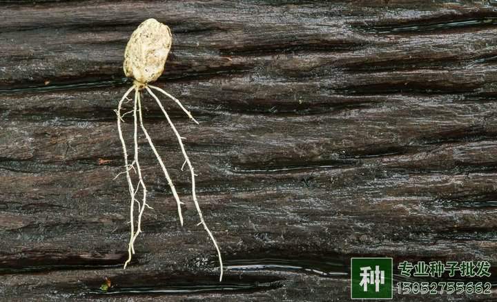 網(wǎng)購(gòu)苗木種子