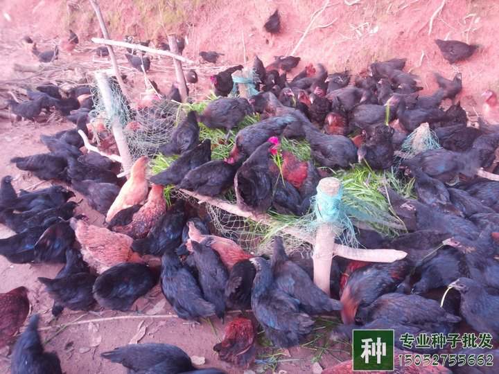 不同畜禽適宜的牧草品種